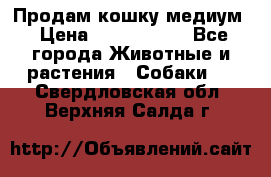 Продам кошку медиум › Цена ­ 6 000 000 - Все города Животные и растения » Собаки   . Свердловская обл.,Верхняя Салда г.